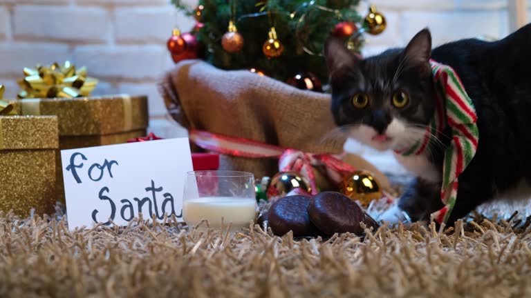 Cat busted eating cookies for Santa Claus.