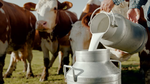 SLO MO Farmer pouring milk into the barrel