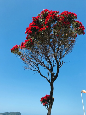 Pohutukawa Tree on Beach in full bloom