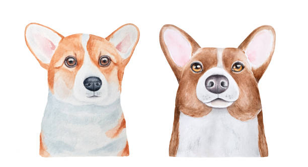 Watercolor set of two various Corgi breed dogs: Pembroke and Cardigan. Hand painted watercolour graphic drawing, cut out clip art elements for design, print, card, cute poster, children room stickers. Hand drawn watercolor illustration. sable stock illustrations
