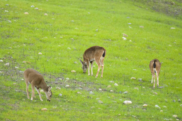 Deer grazing fresh new green grass growth after wildfire.