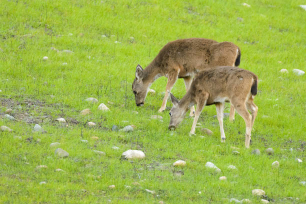 istock Deer grazing fresh new green grass growth after wildfire. 1291303873