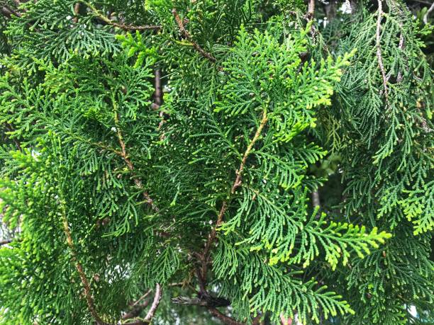 istock fan cypress plant 1291303895