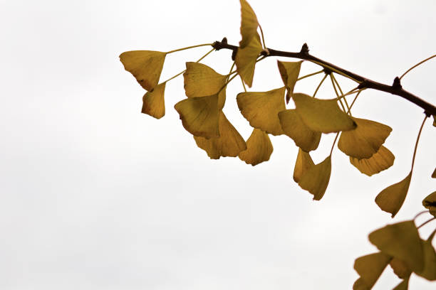 istock Yellow leaves on a branch of a gingko tree 1291304860
