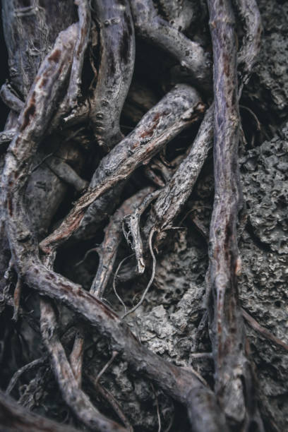 istock a roots of a plant creeping over a rock 1291304988