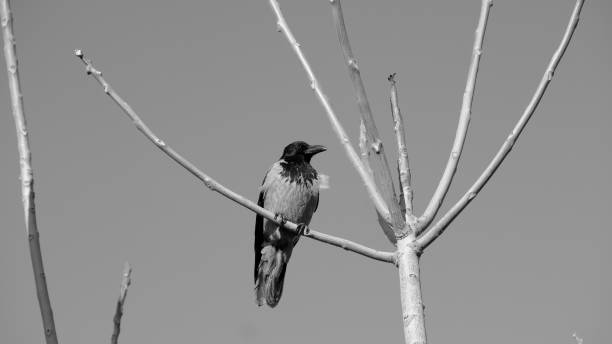 istock A crow on a city street 1291307495