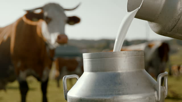 SLO MO Farmer pouring milk into the barrel after milked cows on the pasture