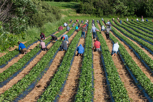 Île d'Orléans, Quebec, Canada - July 21, 2020: Migrant Mexican workers on six month visas working in strawberry field.