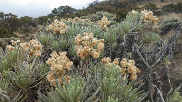 istock edelweiss flowers 1291313056