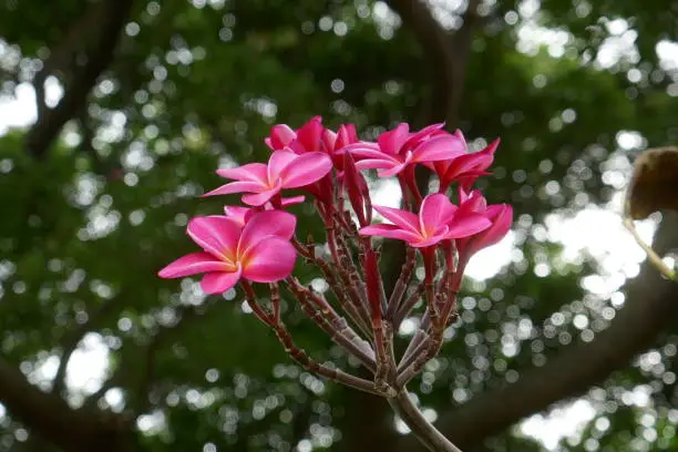 Photo of Hawaiian Plumeria flower