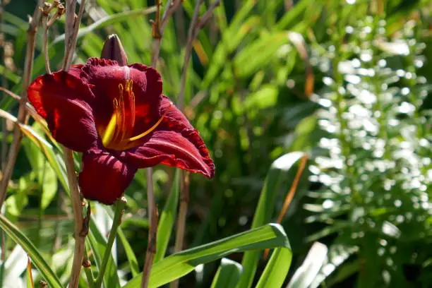 Photo of Burgundy lily
