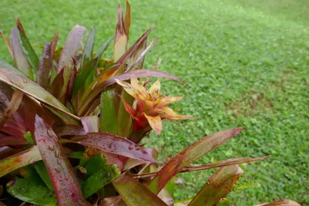 Photo of Hawaiian Guzmania flower