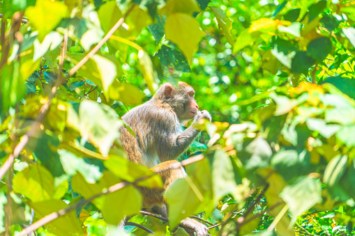 Wild macaques of daily life-Monkey at Kowloon Reservoir, Kam Shan Country Park