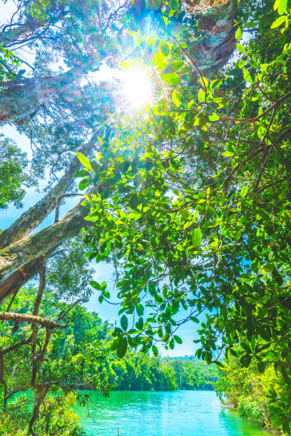 Beautiful nature at morning in misty spring forest with sun
