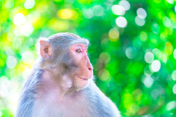 Baby monkey in Tugalaqabad, Delhi.