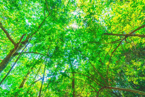 Beautiful nature at morning in misty spring forest with sun