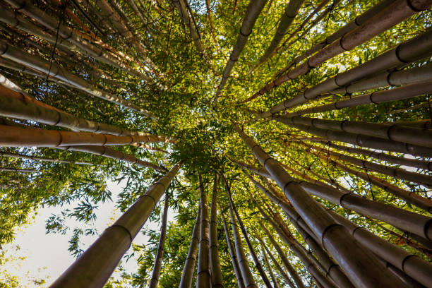 istock Bamboo reaching up toward a sunny sky 1291317169