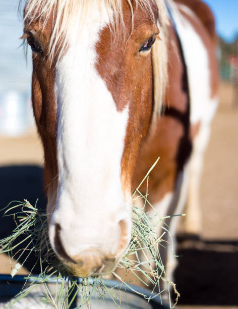 istock Sunlit Horse Eating Hay from Trough 1291317231