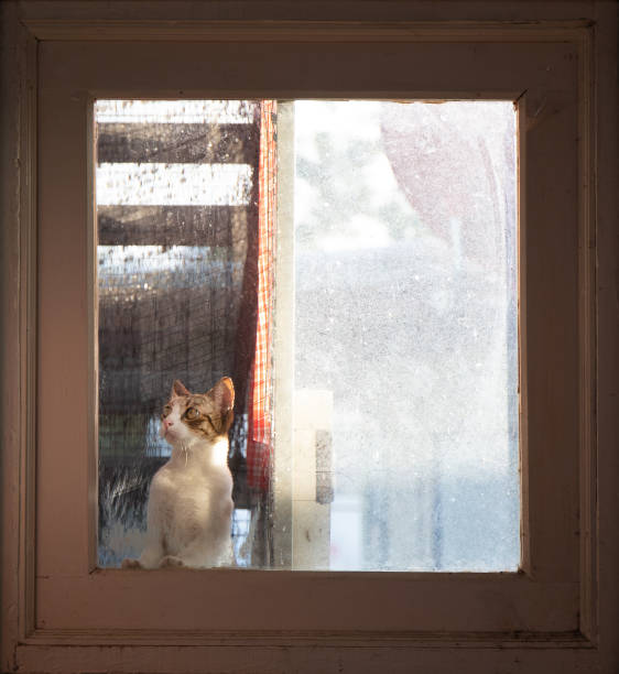 istock Close-up Tabby Cat Looking Through The Window 1291317290