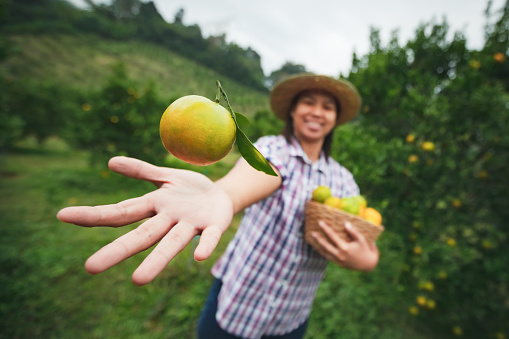 Asian woman gardener holding an orange in hand and throw up in the air with fun in the oranges field garden in the morning time.