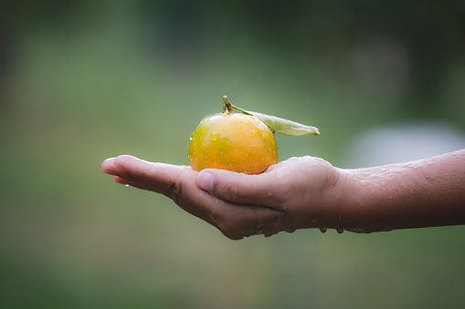 Close up of gardener holding and washing oranges in hand with water droplet and wet hand in the oranges field garden in the morning time.