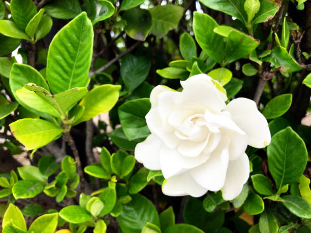istock Gardenia flower. 1291324812