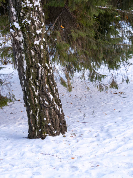 istock The trunk of a birch tree covered with snow 1291327339