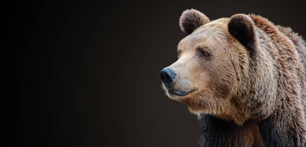 istock Predator, portrait of a brown bear. 1291328199
