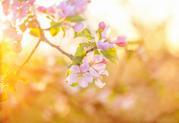 pink and white apple flowers in sunlight outdoor