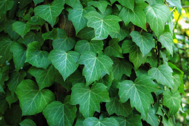 istock green ivy plant as a natural background, close-up 1291330841