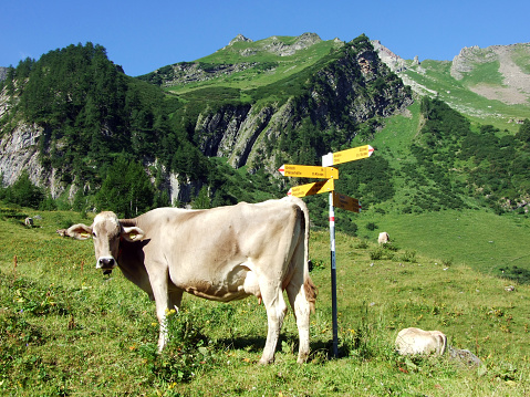 Cows on the on meadows and pastures on the slopes of the Liechtenstein Alps mountain range and in the Saminatal alpine valley - Steg, Liechtenstein