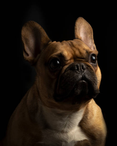 istock So cute a French bulldog 1291332368