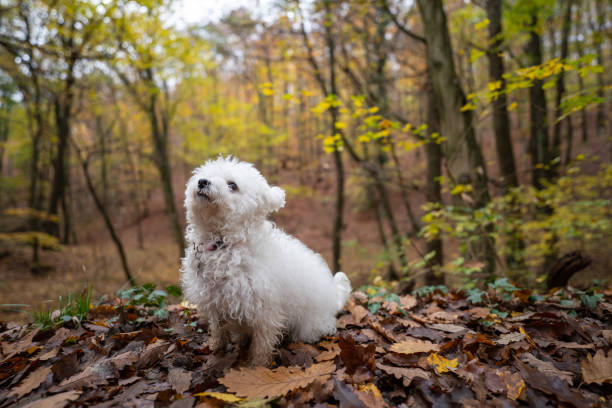 istock Bichon frise dog in a forest 1291333024