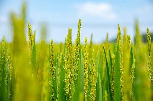 The rice is growing in the field. The rice field is under the blue sky