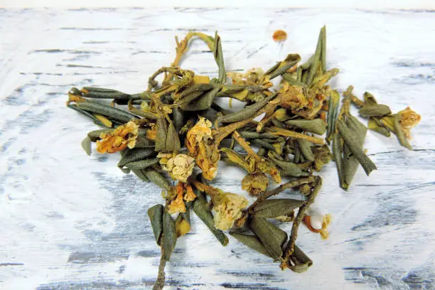 medicinal herb  sagan daila for healing tea , selective focus