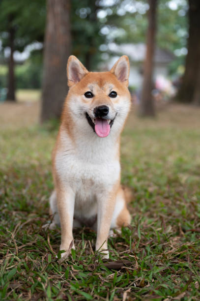 istock Shiba Inu smiling and sitting on the grass 1291334569
