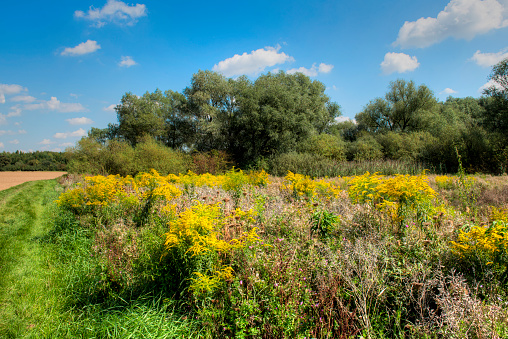 A natural meadow in the north of Frankfurt am Main