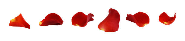 istock Set of red rose petals 1291337617