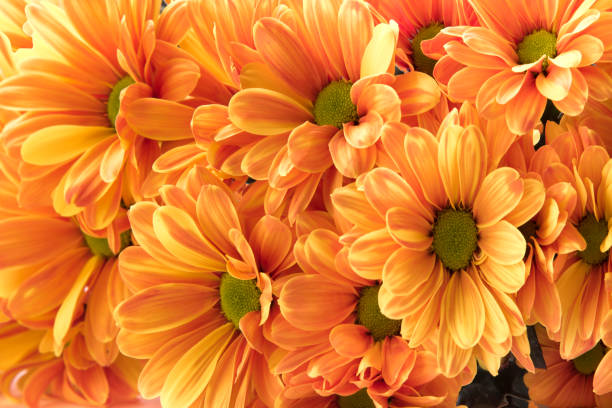 Floral background with yellow chrysanthemum flowers
