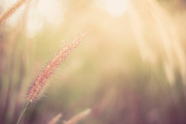 istock Field of grass flower nature background soft focus 1291341087