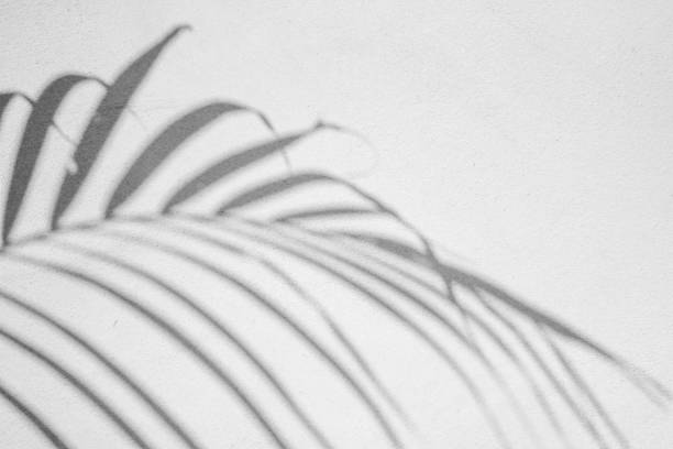 istock Black and White abstract background texture of shadows leaf on a concrete wall. 1291341167