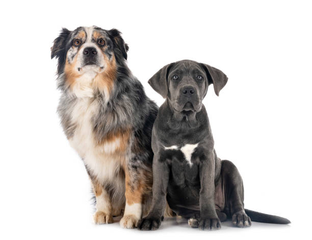 istock puppy italian mastiff and aussie 1291342433