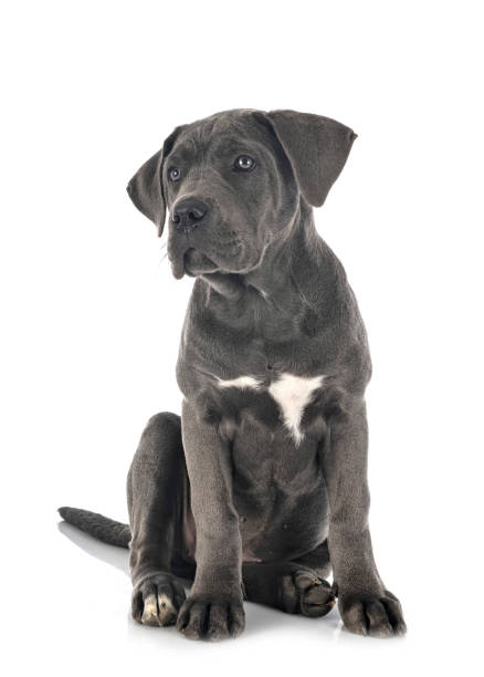 istock puppy italian mastiff 1291342435