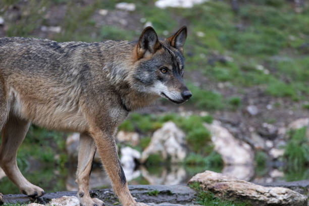 istock canis lupus, iberian wolf in north spain 1291342583
