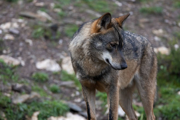 istock canis lupus, iberian wolf in north spain 1291342585