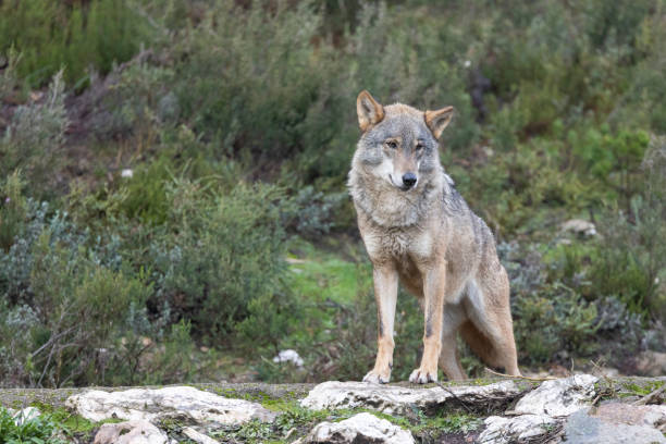 istock canis lupus, iberian wolf in north spain 1291342589
