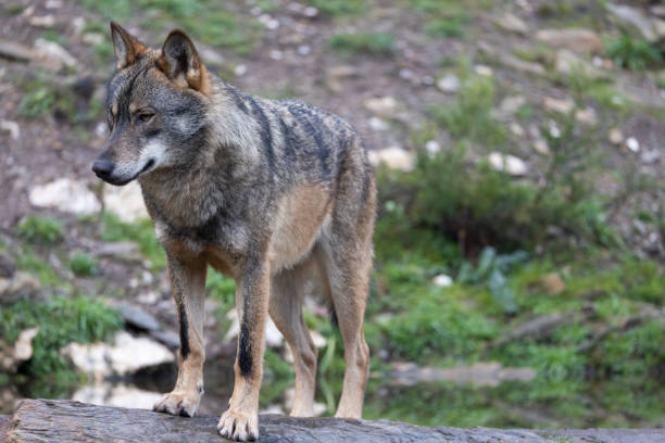 istock canis lupus, iberian wolf in north spain 1291343119