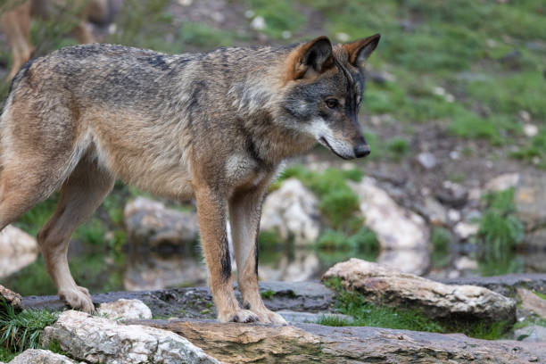 istock canis lupus, iberian wolf in north spain 1291343152