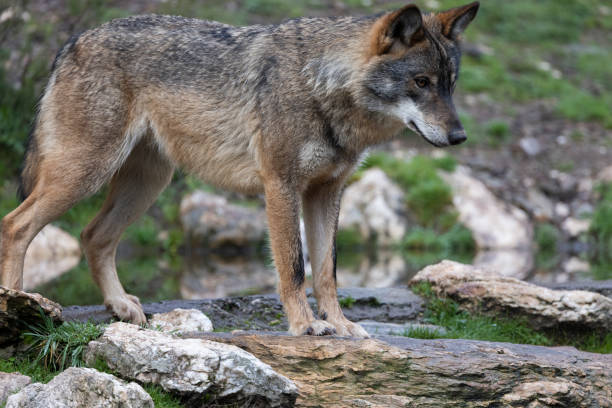 istock canis lupus, iberian wolf in north spain 1291343187