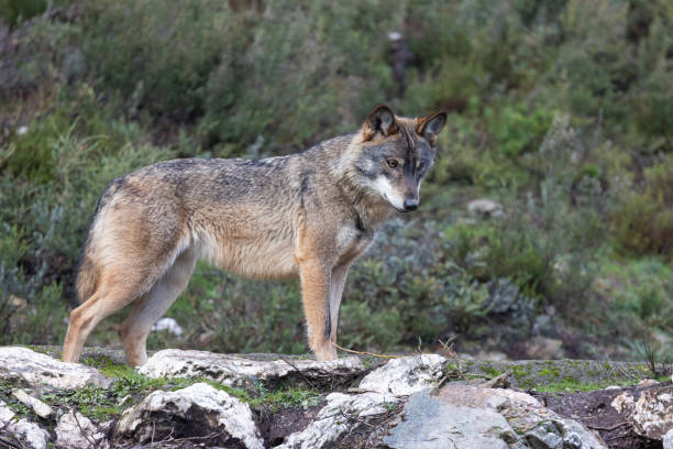 istock canis lupus, iberian wolf in north spain 1291343510